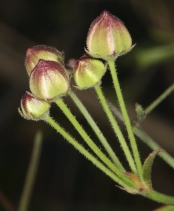 Funastrum cynanchoides var. hartwegii