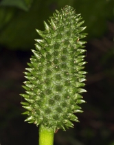 Lysichiton americanus