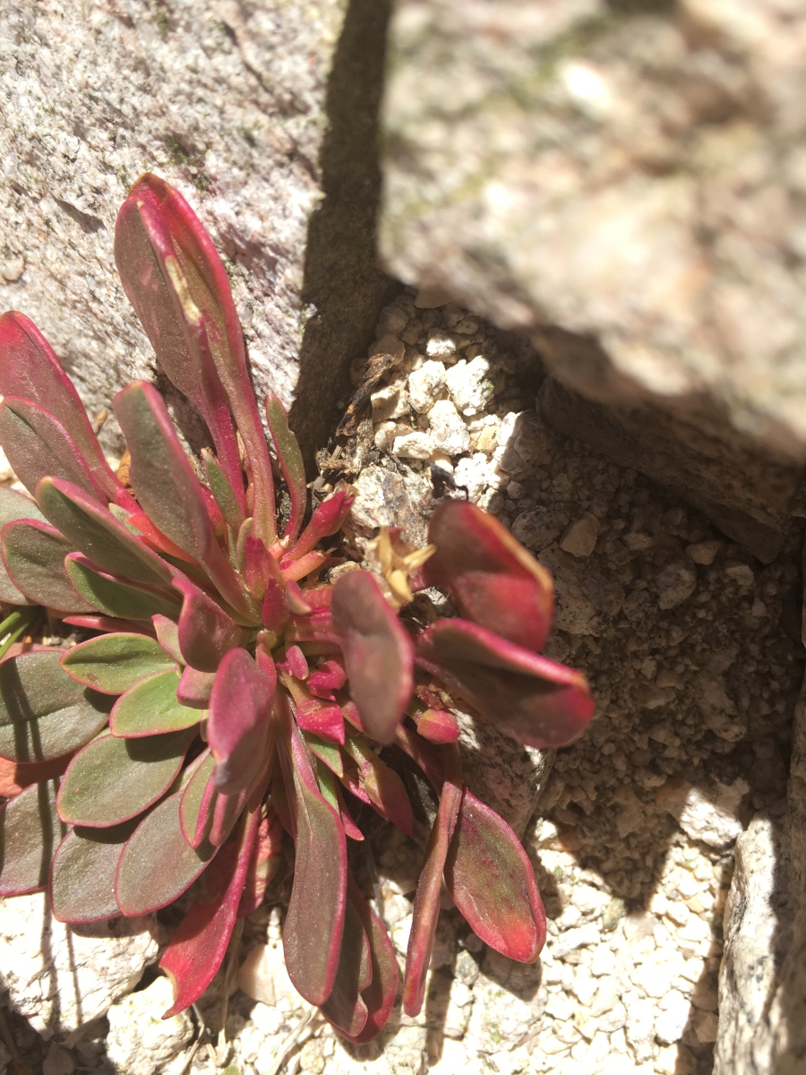 Claytonia megarhiza