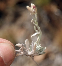 Antennaria rosea ssp. arida