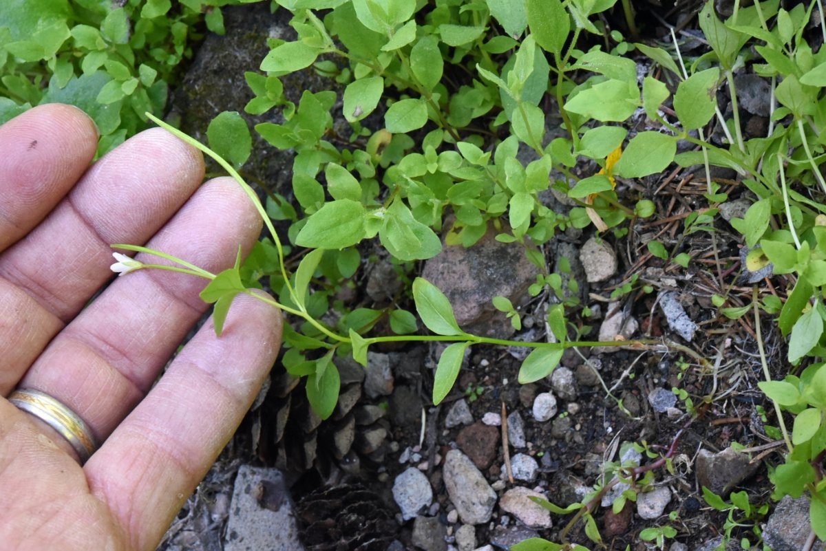 Epilobium howellii