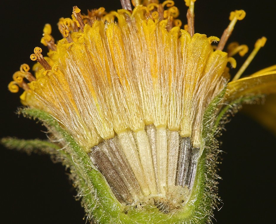 Arnica lanceolata