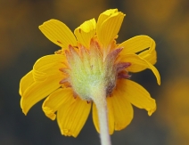 Arnica chamissonis ssp. foliosa