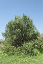 Salix gooddingii var. variabilis