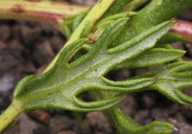 Artemisia ludoviciana ssp. incompta