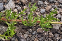 Artemisia ludoviciana ssp. incompta