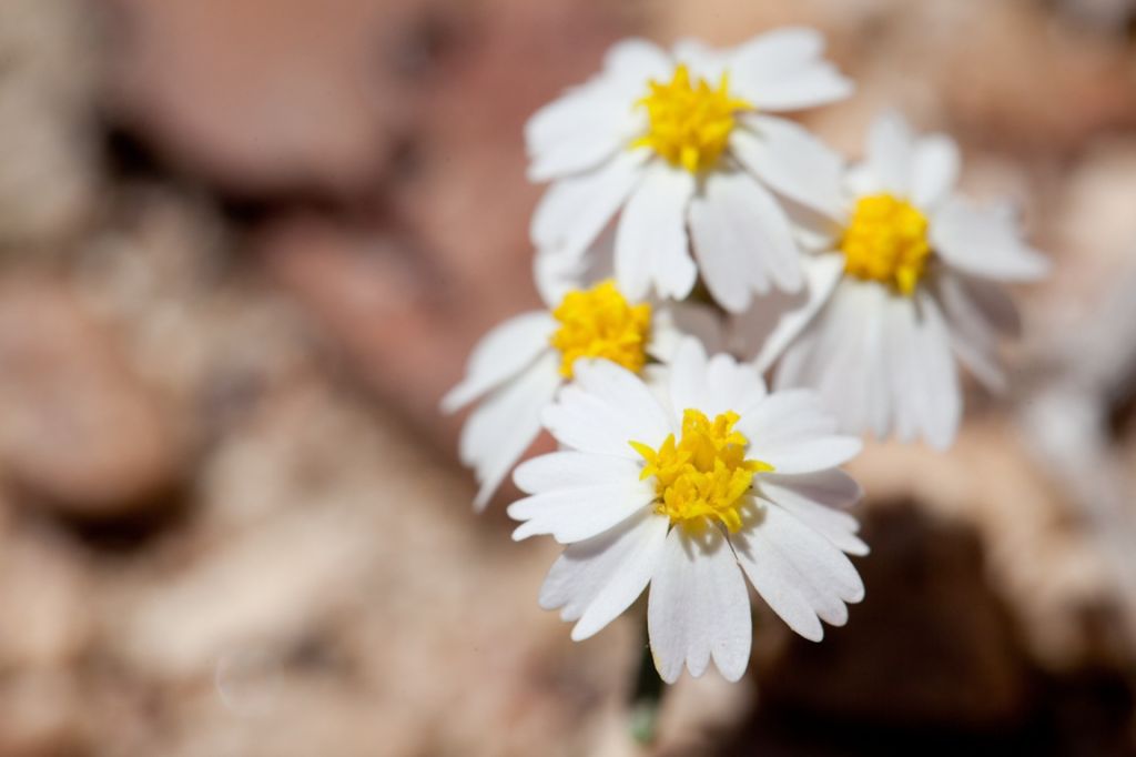 Syntrichopappus lemmonii