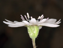 Blepharipappus scaber