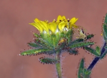 Hemizonia fitchii