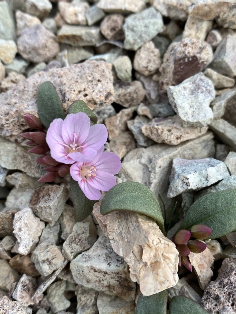 Claytonia peirsonii