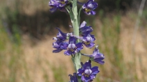 Delphinium hesperium ssp. cuyamacae