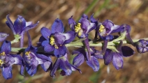 Delphinium hesperium ssp. cuyamacae