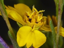 Deinandra fasciculata