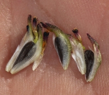 Encelia californica