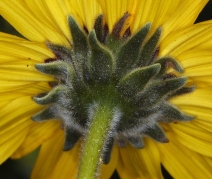 Encelia californica