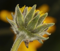 Encelia californica