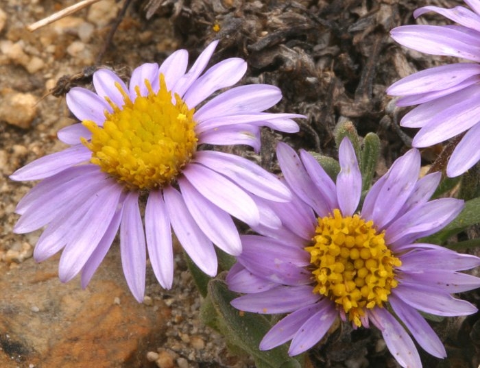 Erigeron pygmaeus