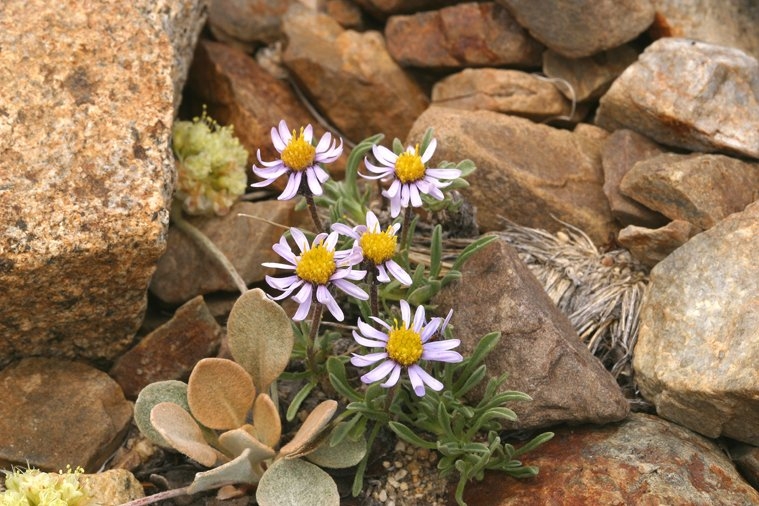 Erigeron pygmaeus