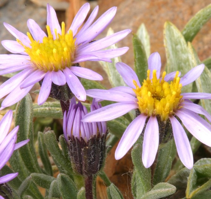 Erigeron pygmaeus