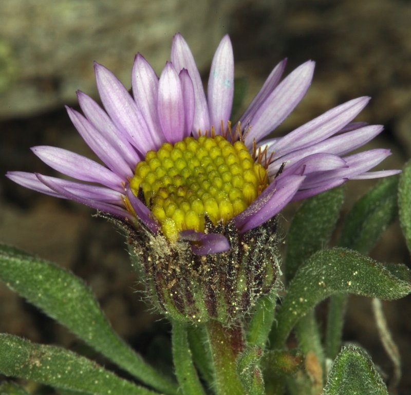 Erigeron pygmaeus