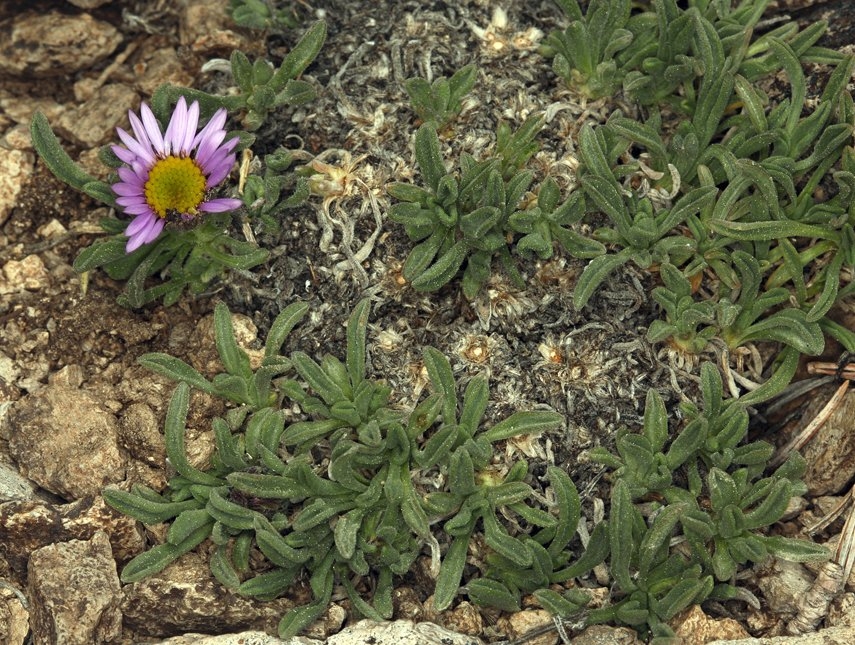 Erigeron pygmaeus