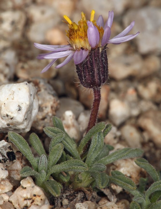 Erigeron pygmaeus