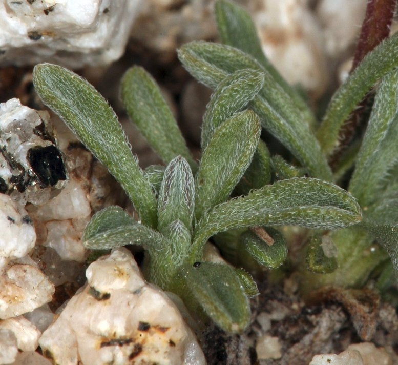 Erigeron pygmaeus