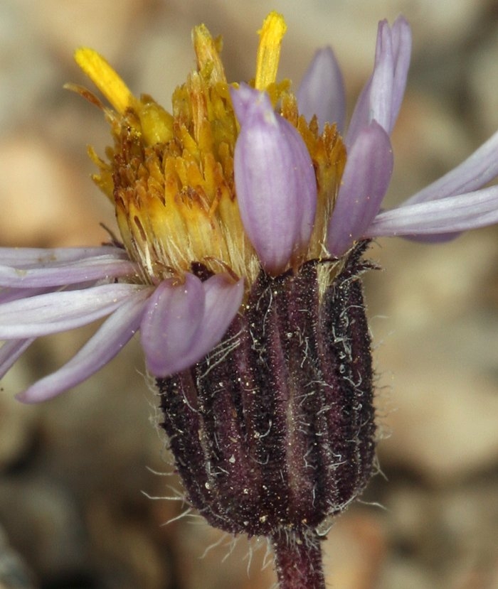 Erigeron pygmaeus