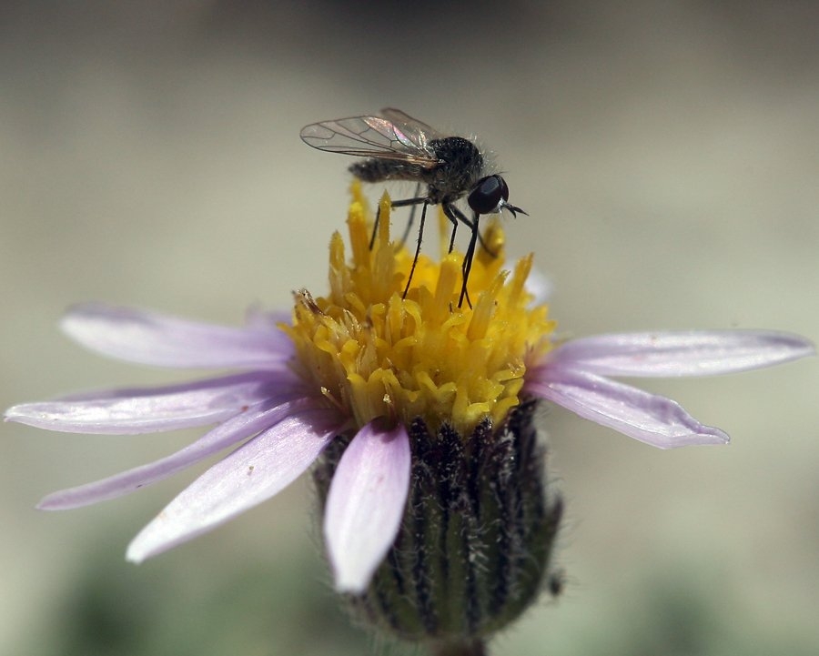 Erigeron pygmaeus