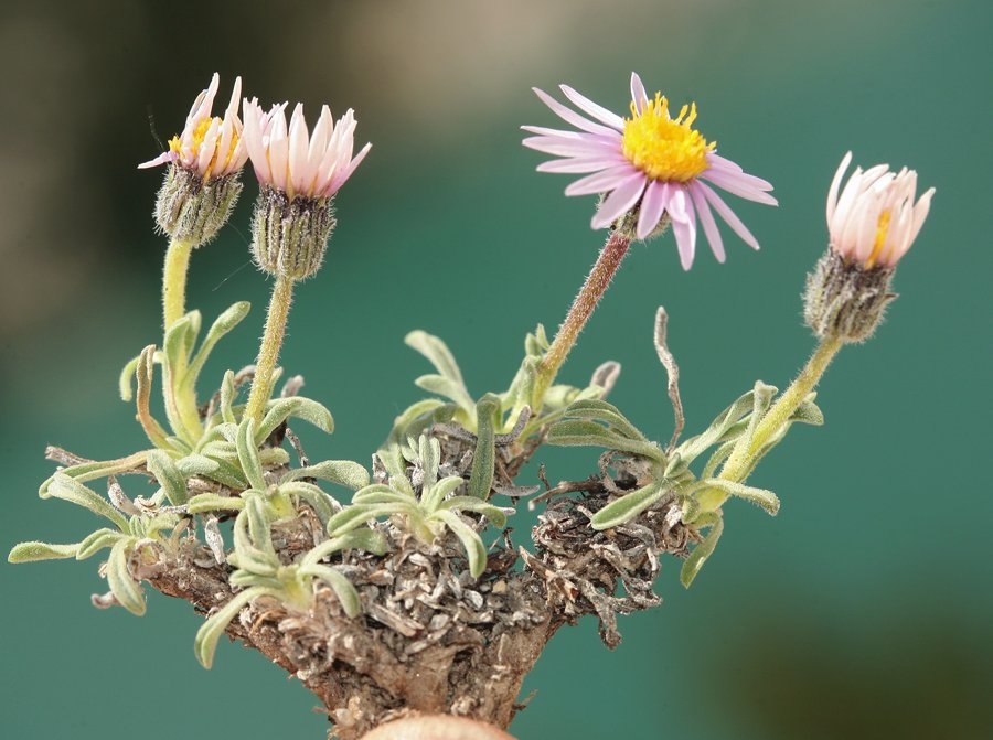 Erigeron pygmaeus