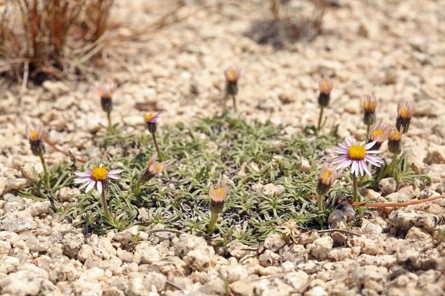 Erigeron pygmaeus