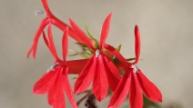 Lobelia cardinalis ssp. graminea