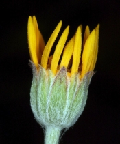 Eriophyllum lanatum var. achillaeaoides