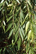 Salix amygdaloides