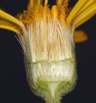 Chrysopsis villosa
