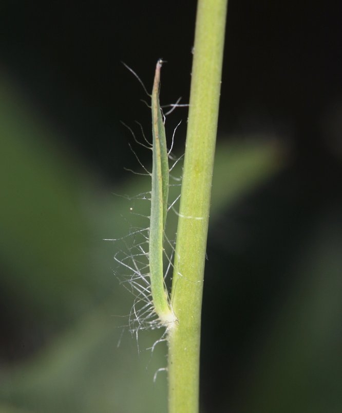 Hieracium scouleri