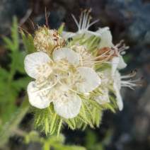 Phacelia cicutaria