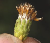 Haplopappus venetus ssp. vernonioides