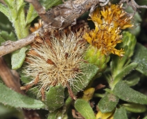 Haplopappus venetus ssp. vernonioides