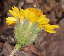 Layia platyglossa