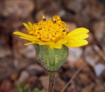 Layia platyglossa