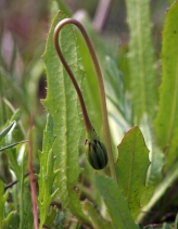 Leontodon taraxacoides