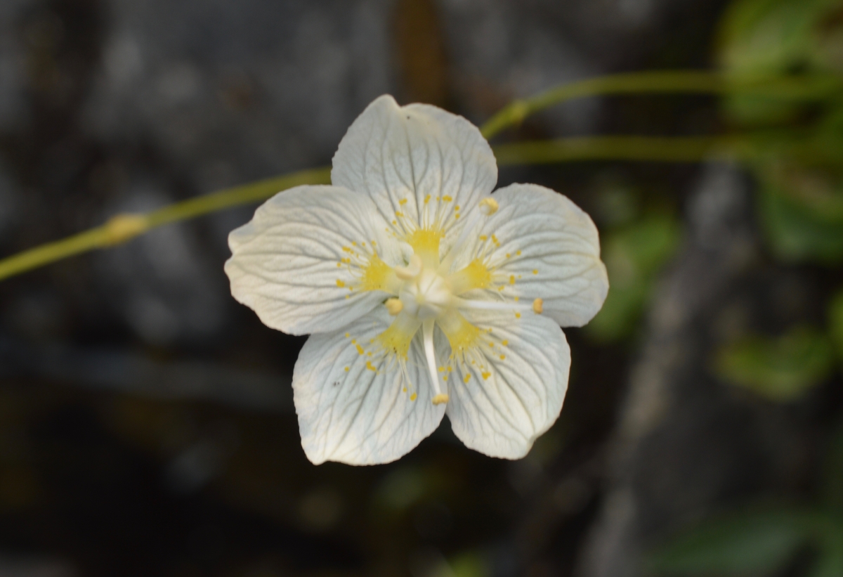 Ranunculus hystriculus