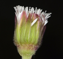 Petasites frigidus ssp. palmatus