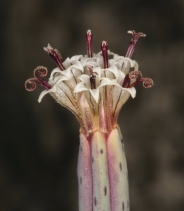 Porophyllum gracile