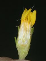Haplopappus racemosus ssp. glomeratus