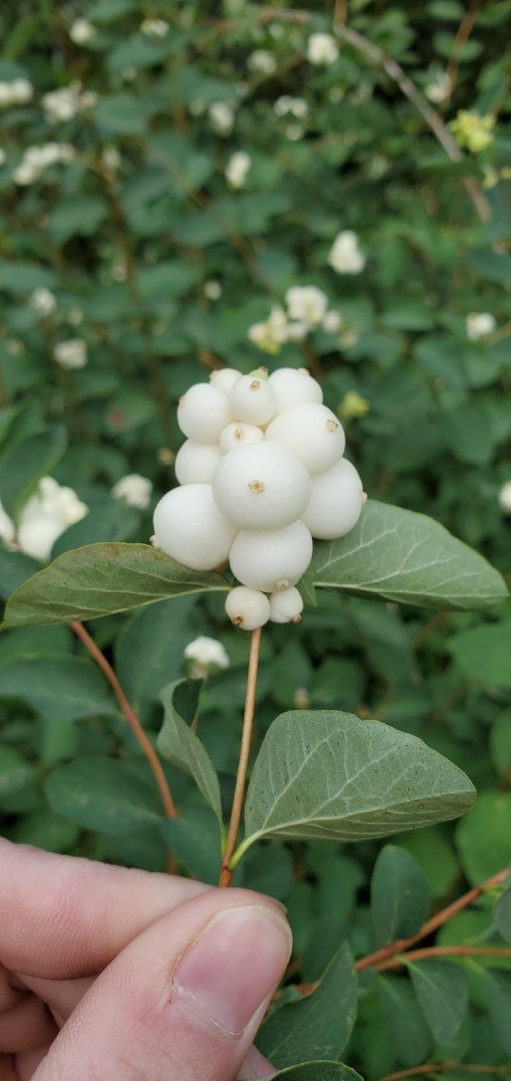 White berries Symphoricarpos albus laevigatus Common snowberry - Photo  #5234 - motosha
