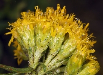 Solidago spathulata ssp. spathulata