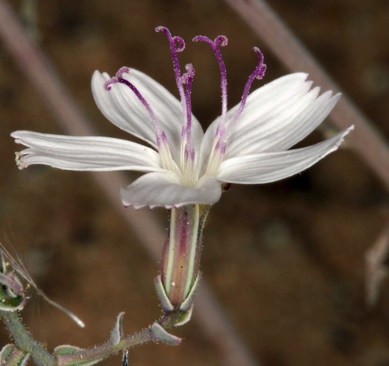 Stephanomeria exigua ssp. exigua