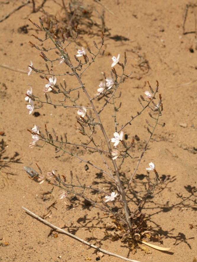 Stephanomeria exigua ssp. exigua